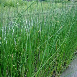 �����ع����̡������N��ˮ��ֲ���ˮ�[���~ˮ�[�r��͚gӭӆُ