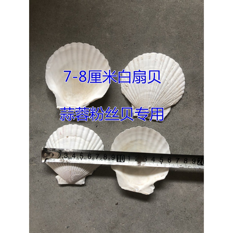 7— 8cm 흰색 가리비 껍질(BBQ용)