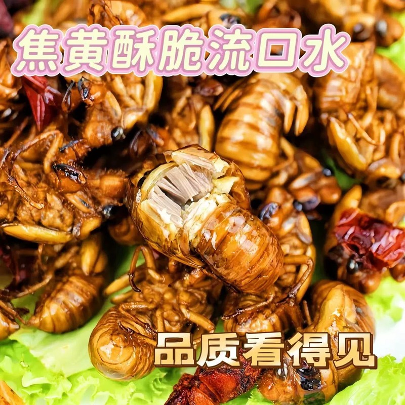 新鲜知了猴2025批发活体速冻金蝉知了鲜活蚕蝉蛹爬叉猴结了龟|undefined