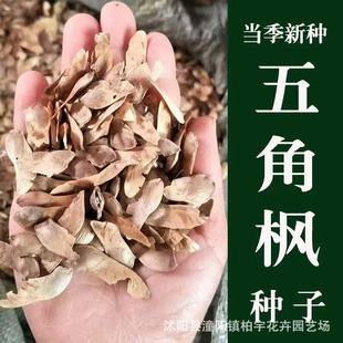 ���l��Ǘ��N�����Ǘ��N�������N�Ӽt���N�������t����N���uצ��