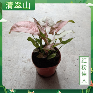 110#�t�ۼ��˺Ϲ������Ի����҃��k�����^�~ֲ��Ҿӈ@ˇͥԺ�G��