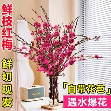 带花水培红梅花桃花树干枝珍珠李鲜花室内花卉雪柳盆栽切养绿植物