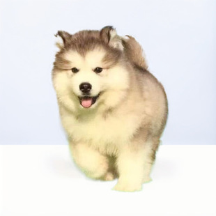 �ܰ氢��˹�ӻ��w��Ȯѩ����ɵ����Ȯ����Ȯ���ﹷ���w���l�r��