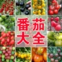 种植盆栽家庭四季种子