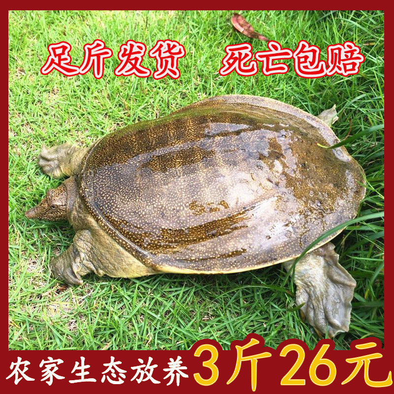 甲鱼鲜活足斤新鲜野养大水鱼便宜团鱼苗中华鳖小甲鱼批发聚会零食
