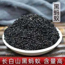 黑蚂蚁蚂蚁泡酒料蚂蚁干泡酒黑蚂蚁粉食用黑蚂蚁干