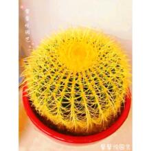 金虎仙人球室内盆栽花盆大号实生金琥高级多肉植物品种大全防辐射