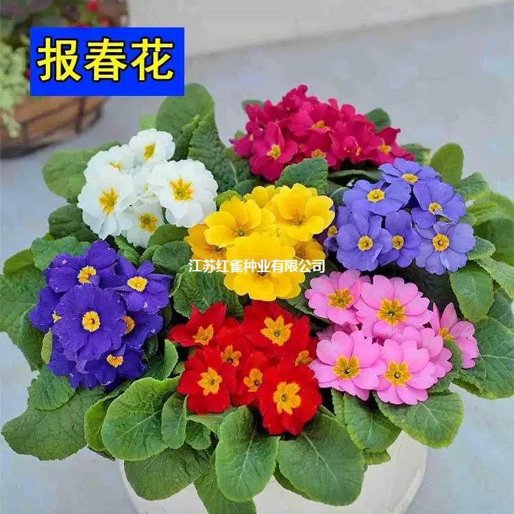散装报春花种子四季花卉盆栽优质植物花卉四季报春欧洲报春种子