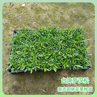 ̨���_�h����Y�P�����Ի����҃��^�~ֲ���̨�^�p��V�ݷN��Gֲ