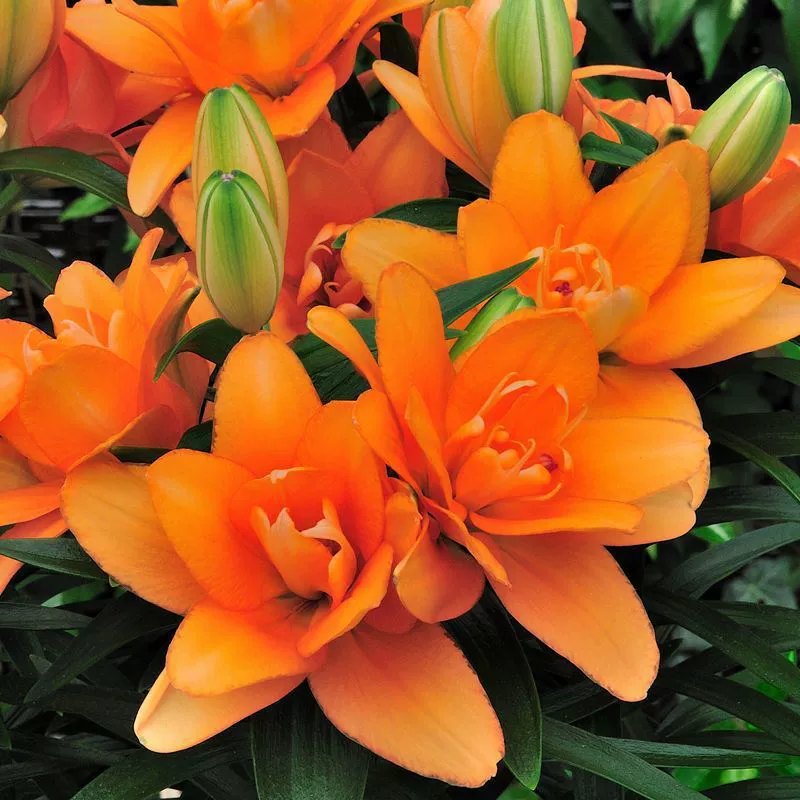 Импортные двойные Духи цветок лилии мяч цветочные семена с ростками ароматные Four Seasons цветение крытый и открытый балкон хорошее выращивание