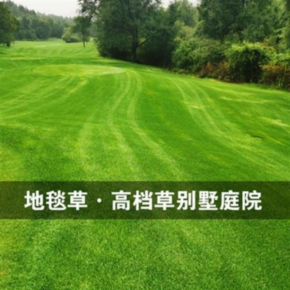 Ковер для гольфа Семена травы Четыре сезона Вечнозеленая отделка, устойчивая к прыщам Высококачественные семена газонной травы Семена карликового газона