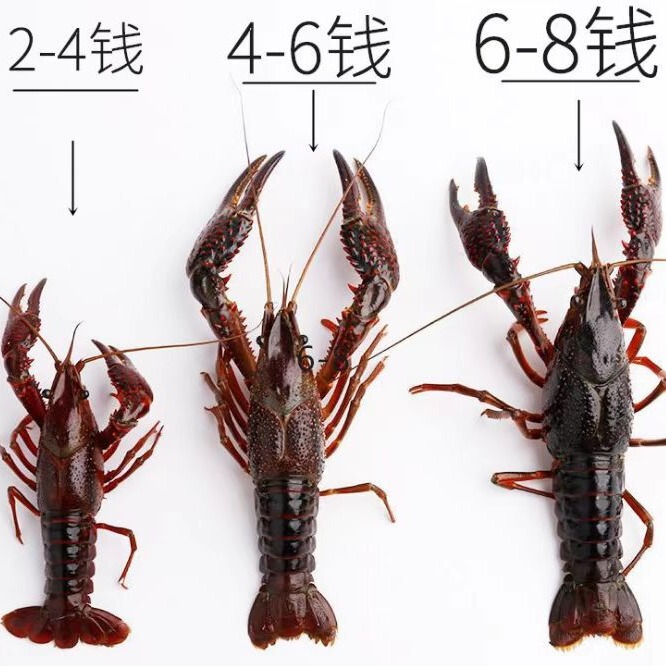 Hubei Qianjiang Jiangsu Crayfish Fresh Wholesale Clear Water Culture Catering Commercial