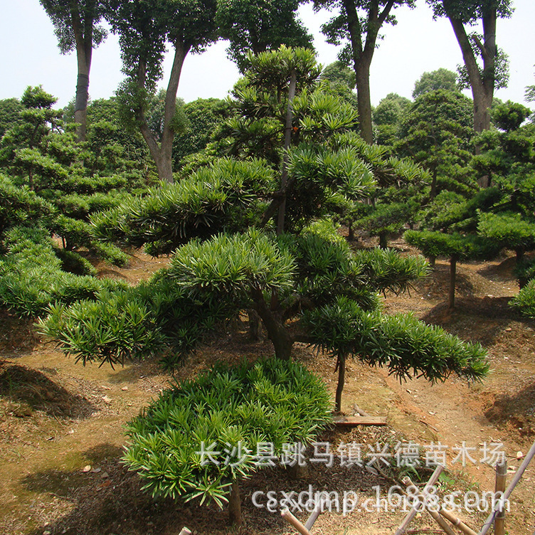 提供各种规格造型罗汉松