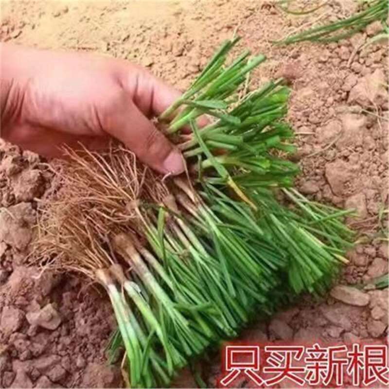 New Chive Root Seedlings, Four-Season Fragrant Fine-Leaf Chive Root Seedlings, Vegetable Potted Plants, Indoor Gardening, Authentic Garden Plants New Chive Root Seedlings, Four-Season Fragrant Fine-Leaf Chive Root Seedlings, Vegetable Potted Plants, Indoor Gardening, Authentic Garden Plants