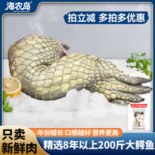 海农岛鳄鱼腿肉 新鲜3-8斤生鲜肉暹罗鳄鱼掌肉鄂鱼肉煲汤人工养殖