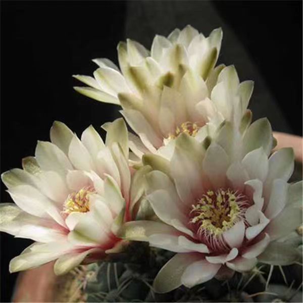Flor de jade cactus florece en todas las estaciones, embellece el aire, el balcón, la sala de estar, la oficina, las plantas verdes, las flores en macetas