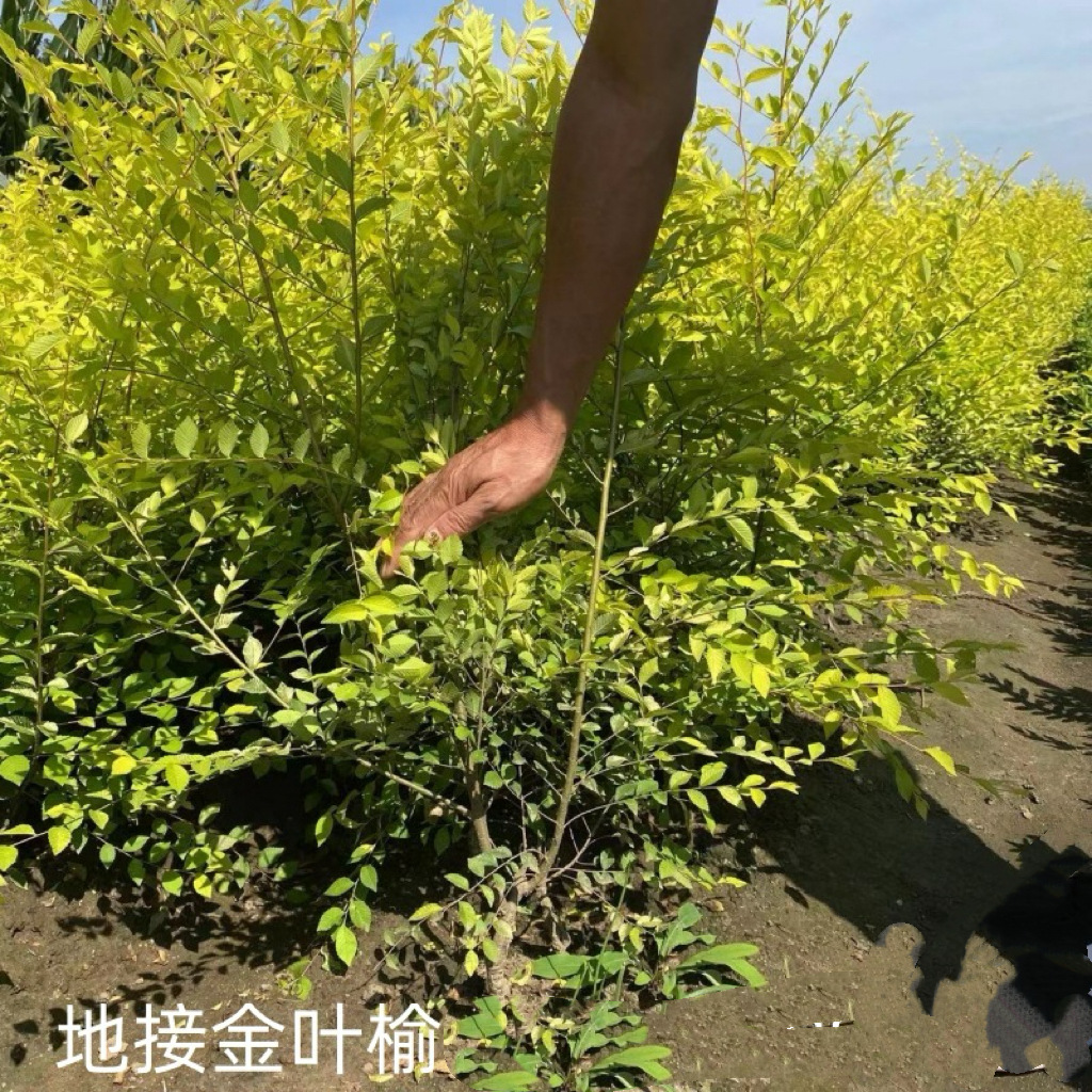地接金叶榆 金叶榆绿篱灌丛苗 东北耐寒彩叶灌木 金叶榆树苗