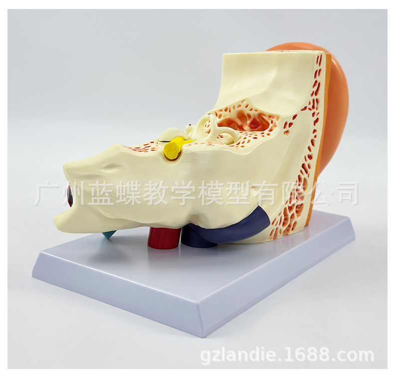 详情 (17)