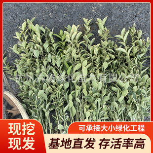 Spot Gold-Edged Boxwood Color Block Municipal Garden Project Community Greening Road Embellishment Flower Bed Base Wholesale
