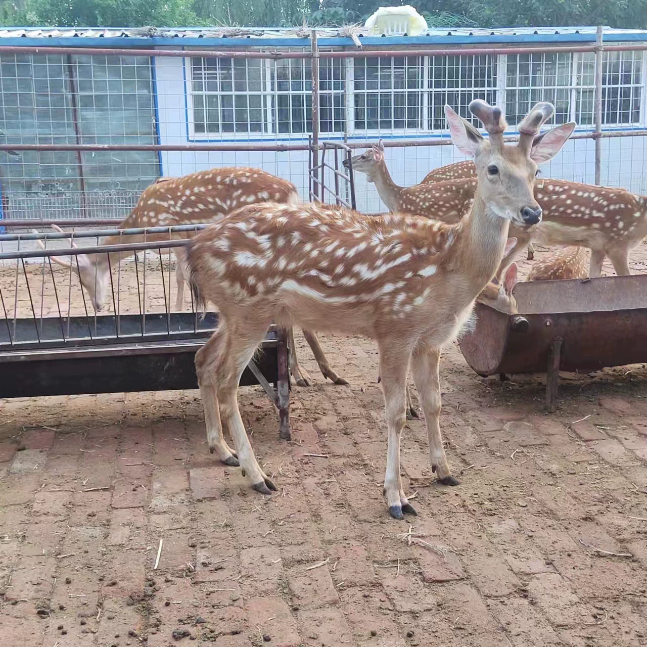 Живые пятнистые олени фермы продают живые саженцы пятнистых оленей для взрослых пятнистых оленей