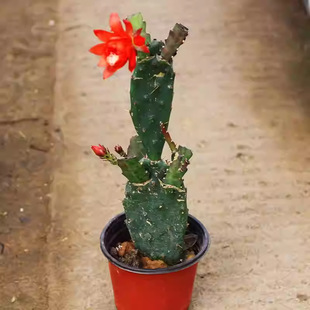 ����ֲ�� �����Ƽ޽Ӻɻ����зצ�m�玧���ļ���֮Է l����ɻ�