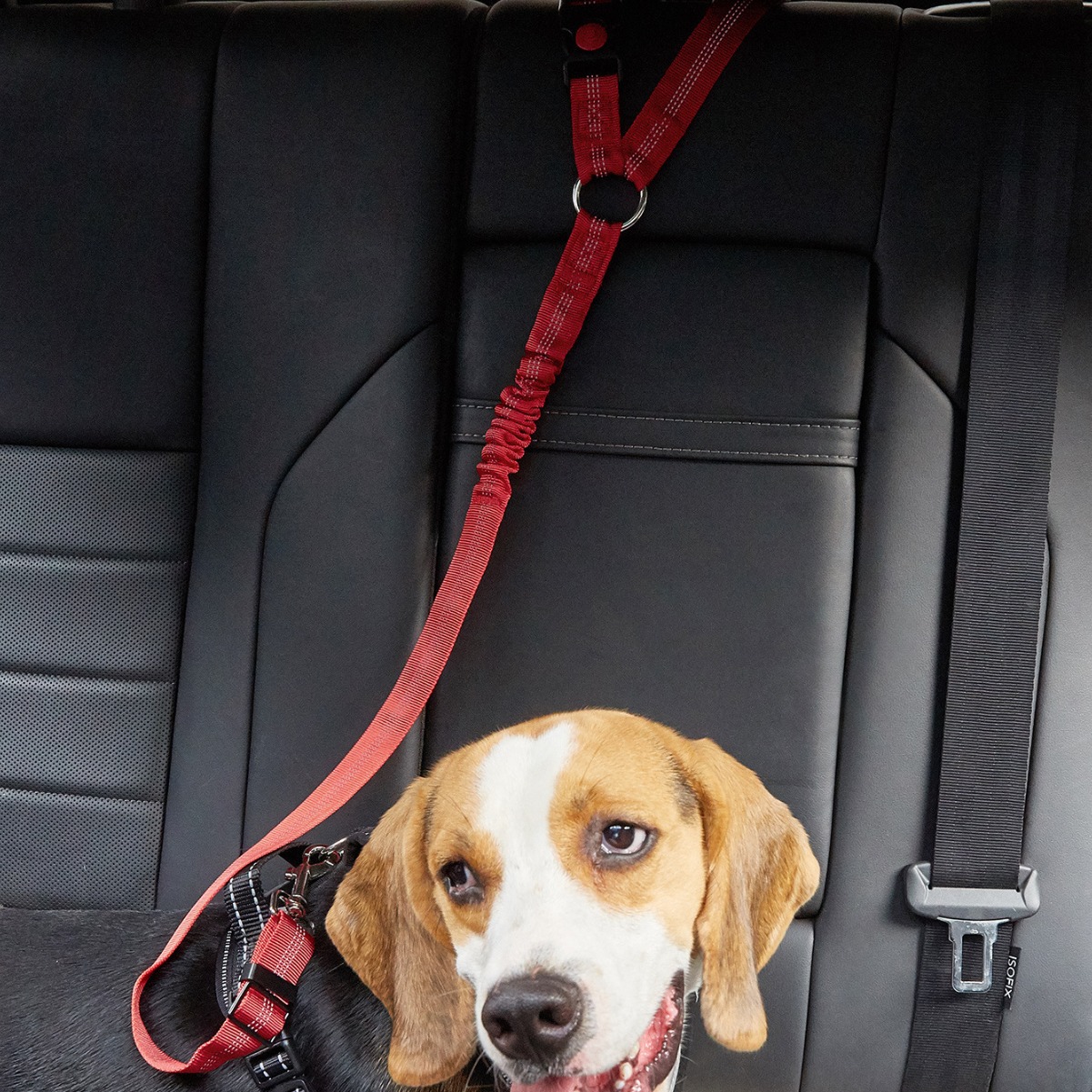 Pet Supplies Car Seat Belt Round Ring Dog Retractable Elastic Reflective Glow-in-the-Dark Cat Leash_voghion.com