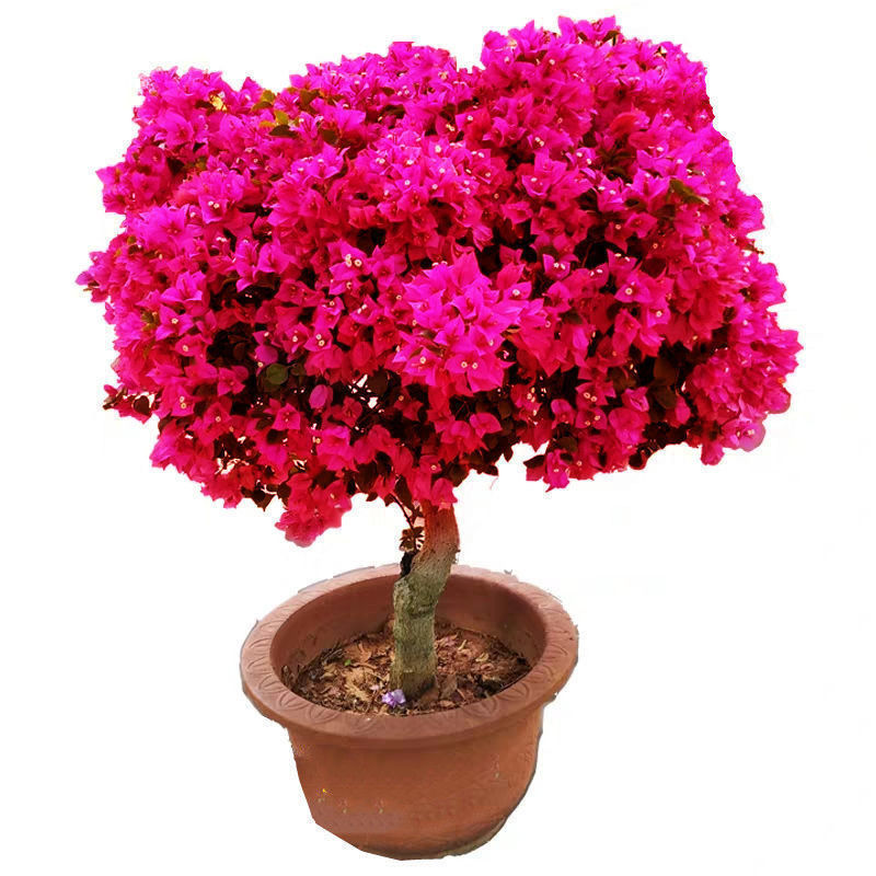 컬러 5호 [강한 향] 6년생 모종 [1개 구매시 1개 증정]