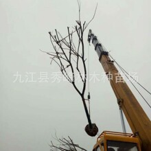 ���Ե���ֲ��ľ�������Sɽ���7���� 12cm��� 18cm��� 8cm���