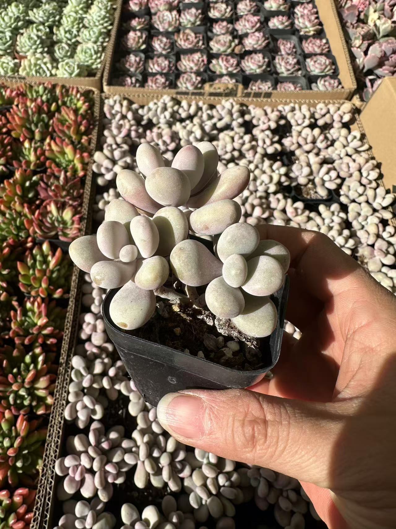 微信图片_20241214225142