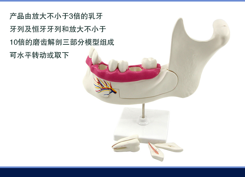 牙列及磨齿解剖模型_08.jpg