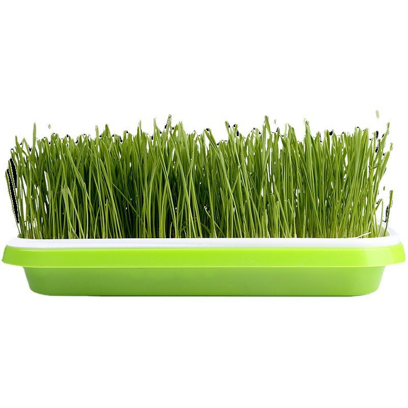 Hierba para gatos Juego de plantación de semillas de hierba para gatos hidropónica Crema para eliminar la piel para gatos Bolas para eliminar semillas de hierba para gatos Aperitivos para gatos Menta para gatos