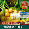 Golden ball Cherry radish seeds Farmers and farmland Potted Plants Planted Early Clicks and Uniform Yellow Radish Seed