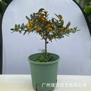 ��Ʒ�|�������������l������Խ������҃��b��滨����Ԣ�⻨��