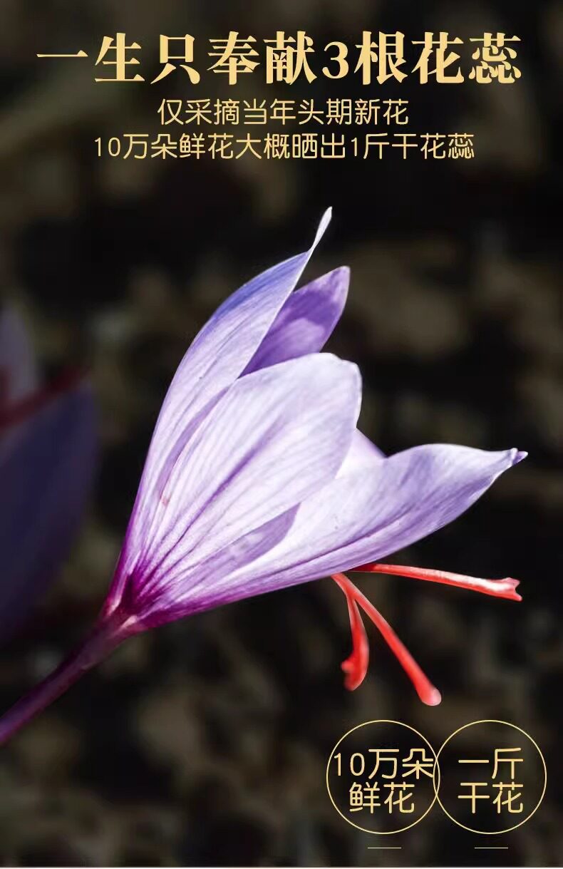 Premium Tibetan Saffron Crocus Sativus Stigmas Grade A Head Harvest 10g in use