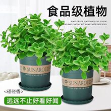 �������Ϙ����Կ�ʳ�þGֲ��������㇊�����⻨�܃����՚�һĨ��