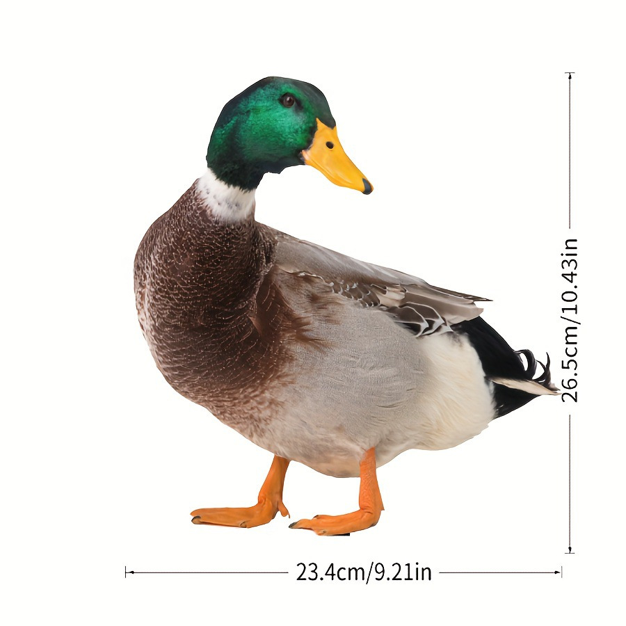 26.5*23.42