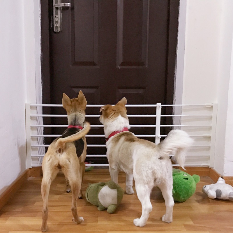 宠物狗狗围栏栅栏室内小型犬柯基法斗防护隔离挡板免打孔家用栏杆