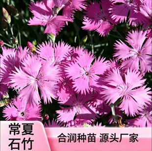 ���|ʯ��N�� ��ɫ�໨ �ļ����N �̨���Ի����쾰�^�p����