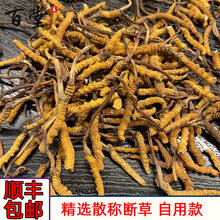 冬虫夏草 产地批发那曲玉树冬虫夏草散装  冬虫夏草断草散称