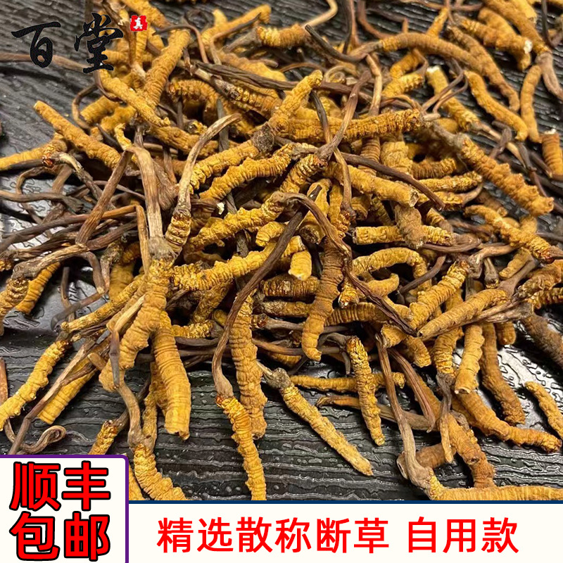 冬虫夏草 产地批发那曲玉树冬虫夏草散装  冬虫夏草断草散称