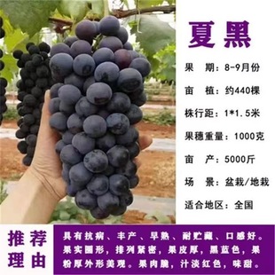 ������ֱ�������|�ĺ�������S��ֱ��һ�����|�ĺ�������