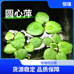 �A��Ƽ��Ƽˮ��ֲ���~���쾰ˮ������ˮ�|�~�r����Ư��ˮ�����l