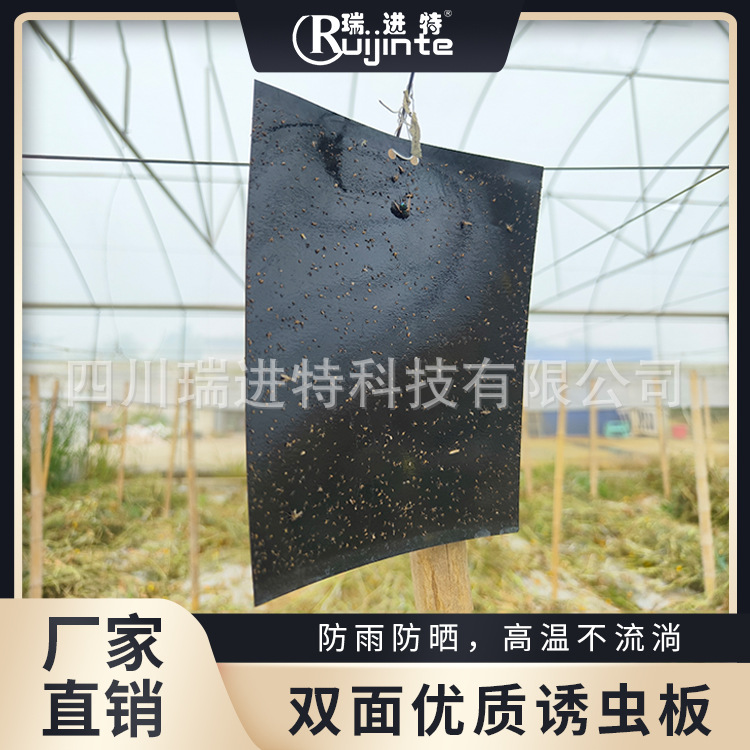 黑色双面粘虫板诱虫板韭蛆蚊虫苍蝇等卫生害虫专用双面黏虫板