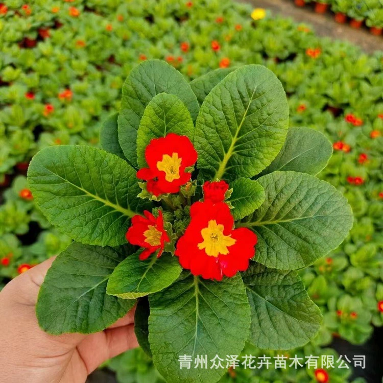 Проект весеннего цветения и озеленения примулы Прокат фестиваля рассады цветов Море Ландшафтный дизайн Цинчжоу Zhongze Посадочная база