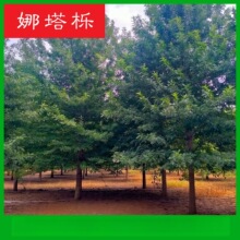 厂家直销10 12 15 18 20 22 25 30公分娜塔栎树  北美红栎 娜塔莉