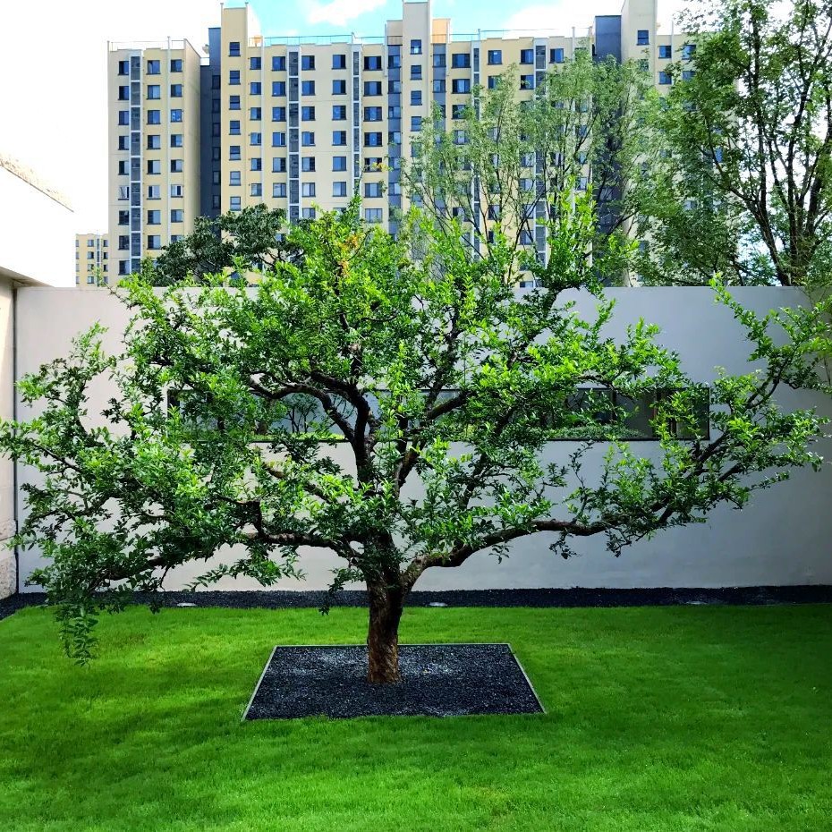 石榴树树苗突尼斯软籽石榴苗地栽庭院果树特大带土无籽甜石榴树苗