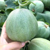 Emerald melon seed F1 high -yield green leather green meat melon sugar degree 22 degrees super sweet high sugar thin skin melon