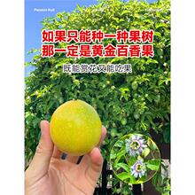 钦蜜9号百香果苗四季不断结果黄色水果盆栽树苗果树纯甜海南种植
