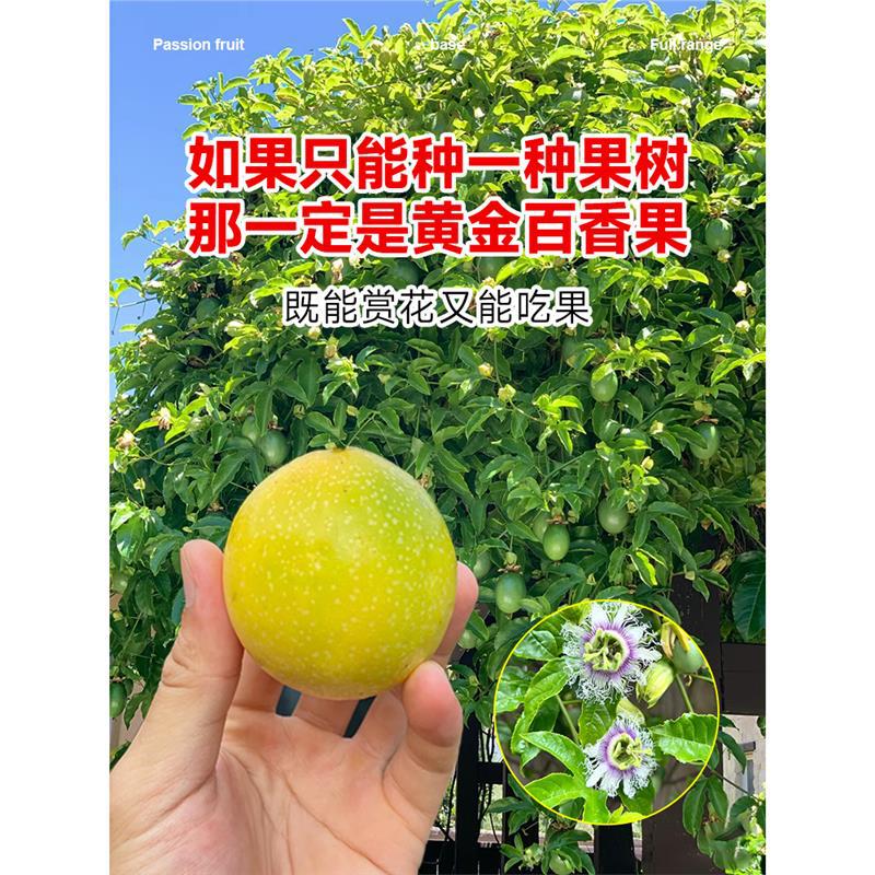 钦蜜9号百香果苗四季不断结果黄色水果盆栽树苗果树纯甜海南种植