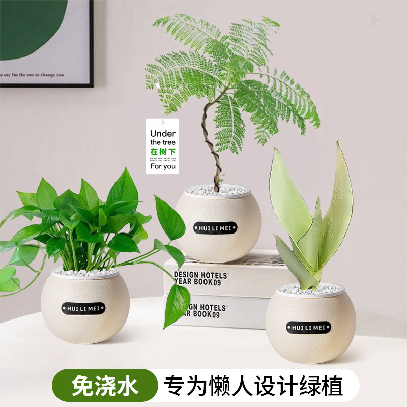 Green Plants, Indoor Small Potted Plants, Desktop Hydroponic Plants, Pothos, Money Tree, Flowers Suitable for Lazy People to Raise in Kindergarten in All Seasons Green Plants, Indoor Small Potted Plants, Desktop Hydroponic Plants, Pothos, Money Tree, Flowers Suitable for Lazy People to Raise in Kindergarten in All Seasons